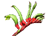 Kangaroo Paw