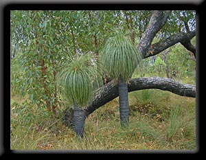 Grass Trees