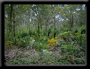 Karri Valley