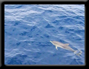 Dolphin