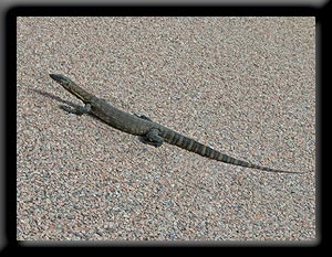 Lizard - Esperance