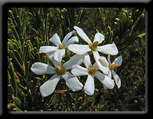 White Wildflowers
