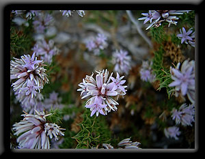 Wildflowers