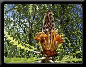 Banksia