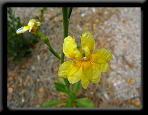 Yellow Wildflower