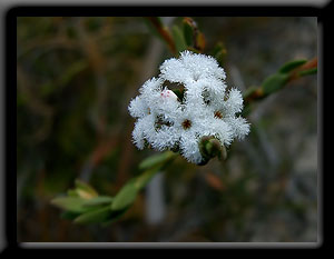 Wildflower
