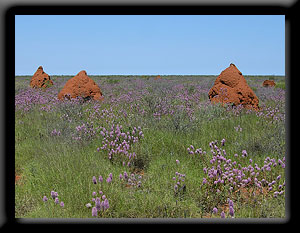Termite mounds - Exmouth