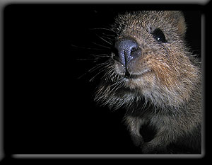Quokka