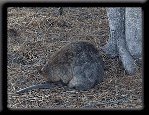 Quokka napping