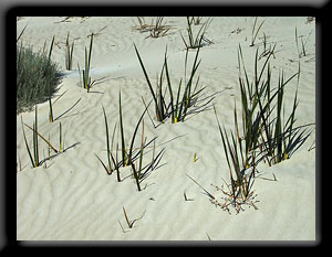 Sand
