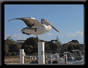 Pelican