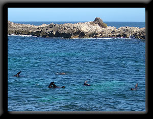 Seals