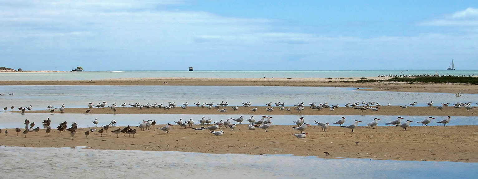 birds