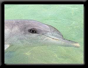 Bottlenose Dolphin
