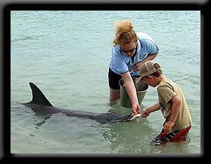 Bottlenose Dolphin
