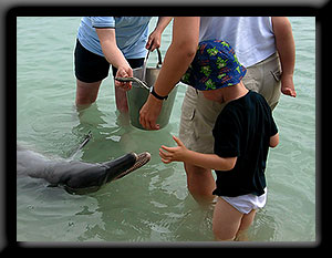 Dolphin feeding