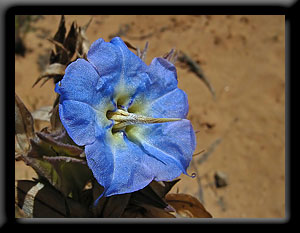 Camel Bush - Trichodesma zeylanicum