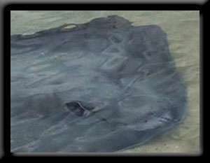 Stingray