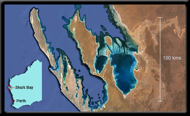 Shark Bay