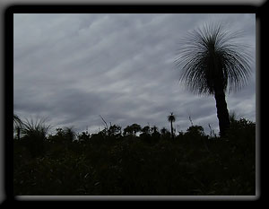 Grass tree