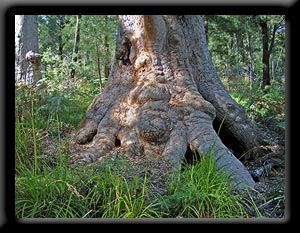 Tree trunk