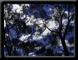 Shade Tree