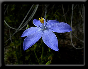 Morning Iris