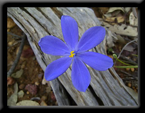 Morning Iris