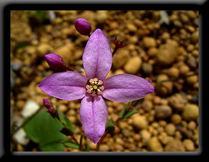 Boronia