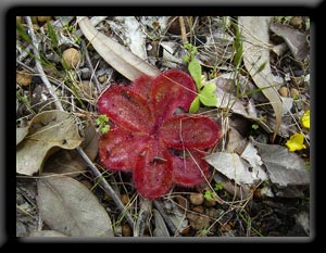 Red Ink Sundew
