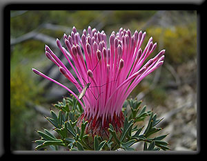 Pincushion Coneflower