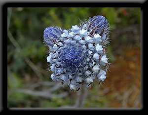 Smokebush