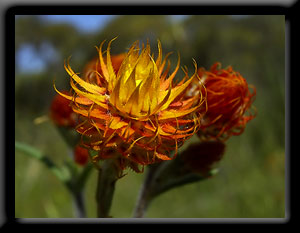 Orange Immortelle