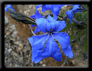 Blue Leschenaultia