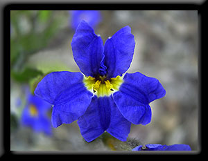 Winged-stem Dampiera