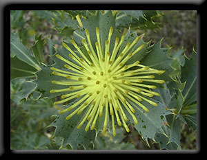 Wedge-Leaved Dryandra