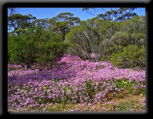 Pink Everlasting