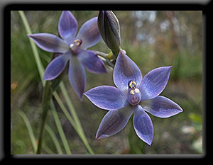 Scented Sun Orchids