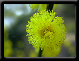 Acacia