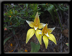 Cowslip Orchid