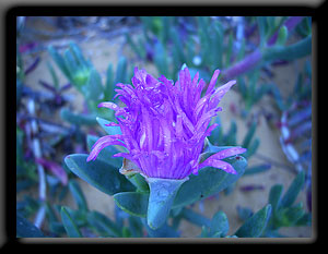 Coastal Pigface