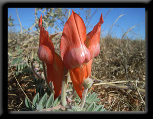 Sturt's Desert Pea