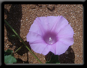 Purple Flower