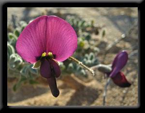 Purple Pea
