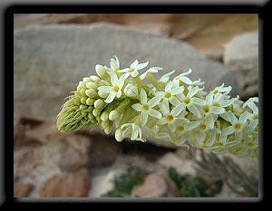 Wildflower