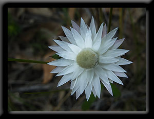 White Flower