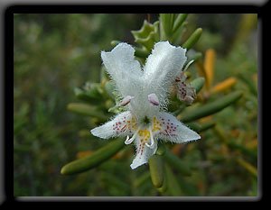 Westringia