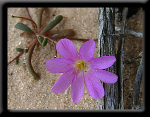 Wildflower