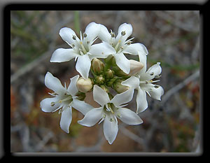 Coral Coast wildflowers