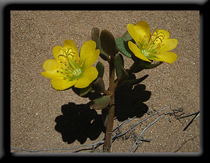 Yellow Wildflowers